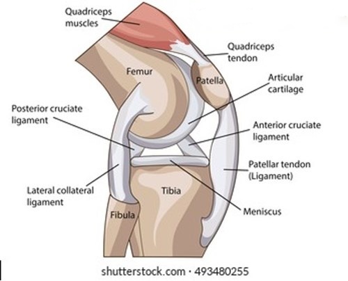 knee